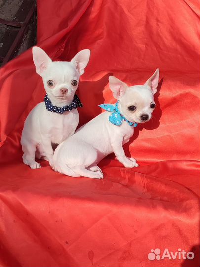 Мини мини мальчики