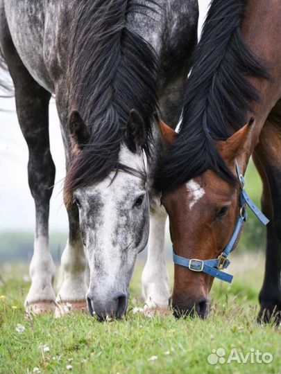 Конные прогулки