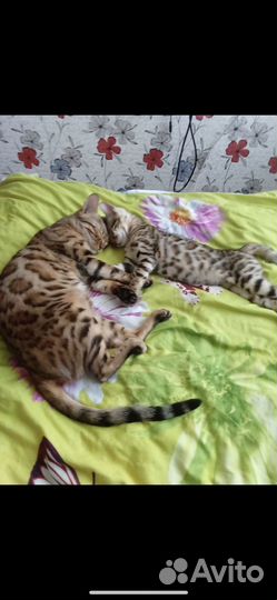 Бенгальская кошка