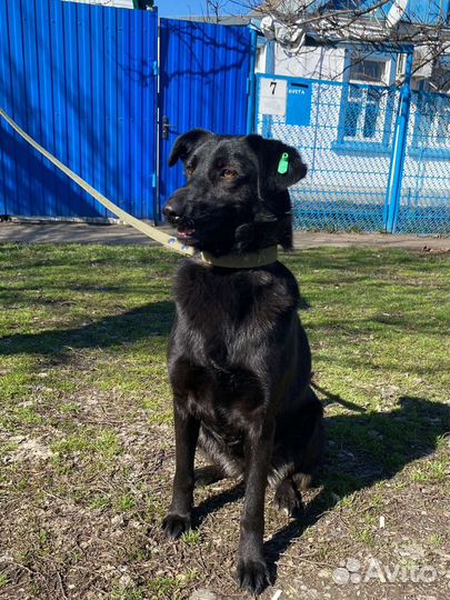 Собака в добрые руки