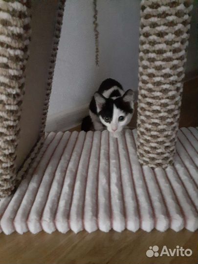 Котенок девочка бесплатно