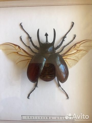 Засушенные бабочки в рамках