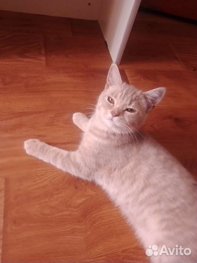 Британская кошка