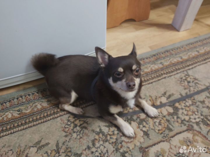 Найдена потеряшка