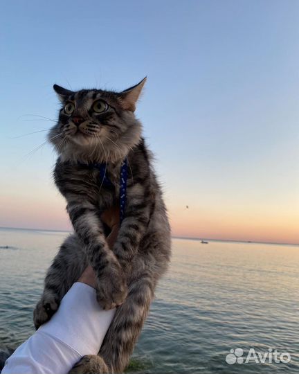 Кот 1.5года. Добрый,умный,кастрированный