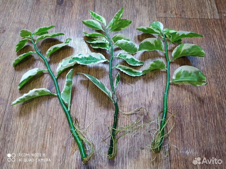 Педилантус