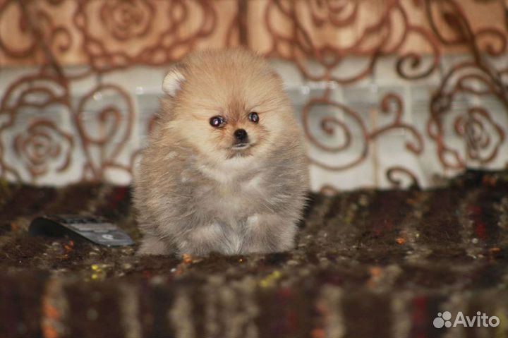 Померанский шпиц