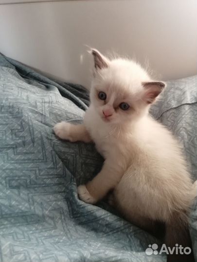 Милые котята