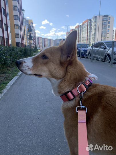 Ошейник с поводком