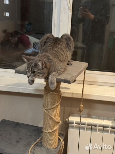 Кошки