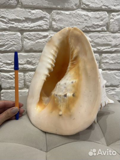 Ракушка морская большая