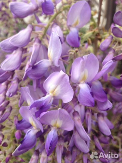 Глициния пышноцветная японская лиловая