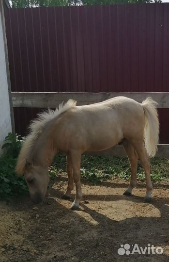 Шетлендский пони