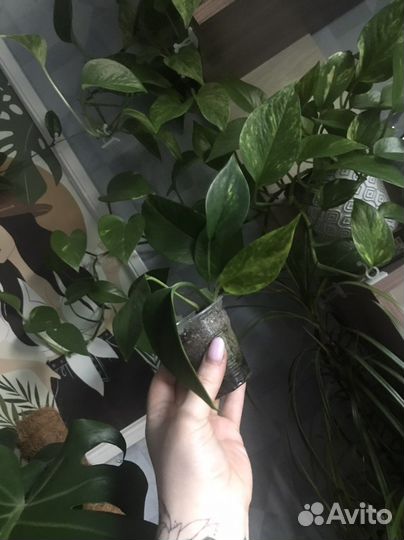 Филодендрон