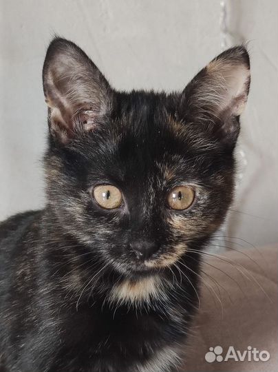 Багира 7 месяцев