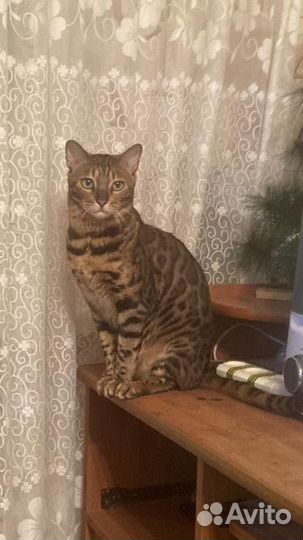 Бенгальский кот