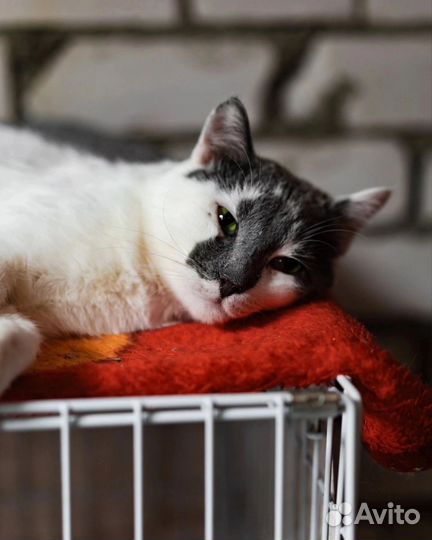 Кот Паштет ищет дом