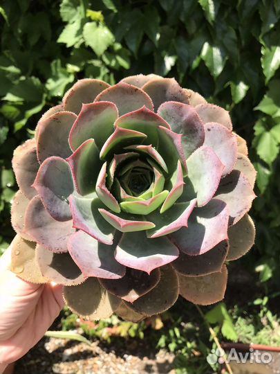 Эониум aeonium davidbramwellii