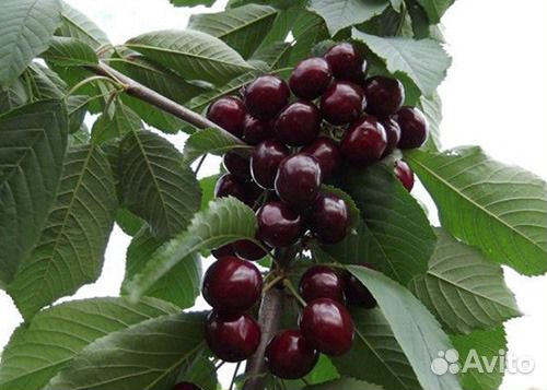 Черешня Ревна