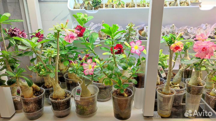 Адениум сортовой
