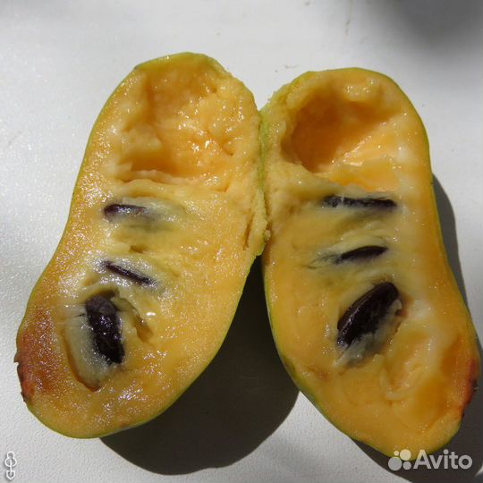 Саженцы азимины, банановое дерево, дерево азимина