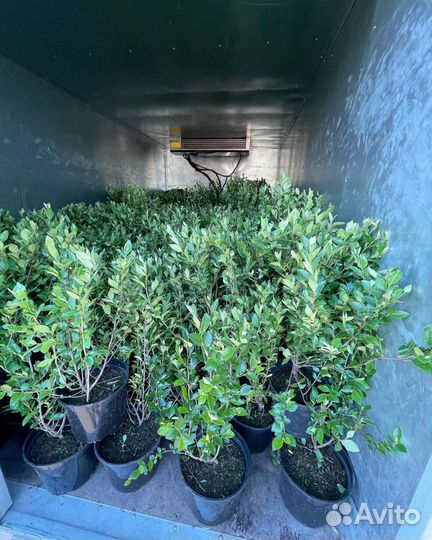 Кизильник блестящий