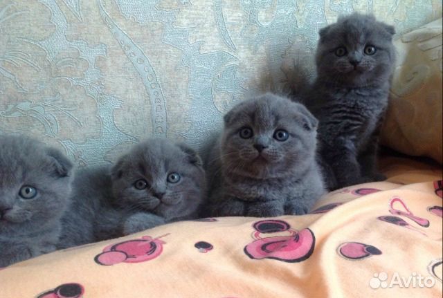 Шотландские вислоухие девочки