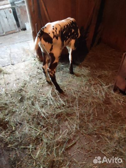Продаю телку