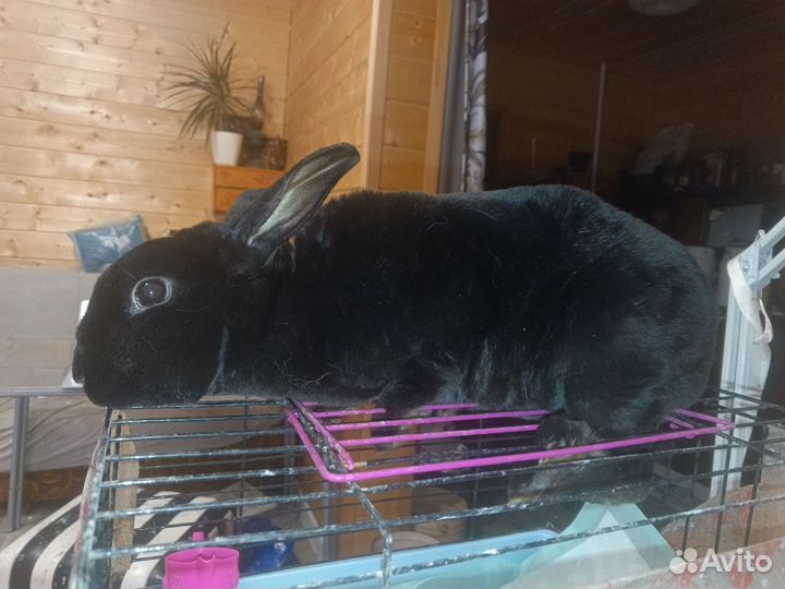 Крольчиха породы рэкс
