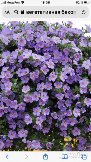 Вегетативная бакопа