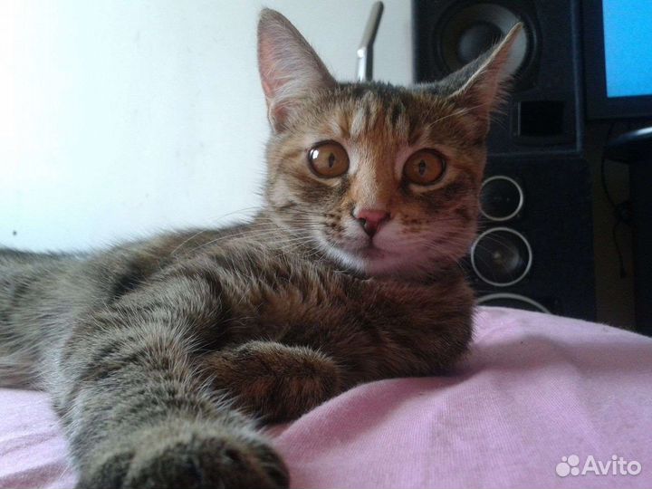 Кошка в добрые руки