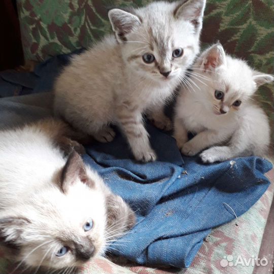 Кошки