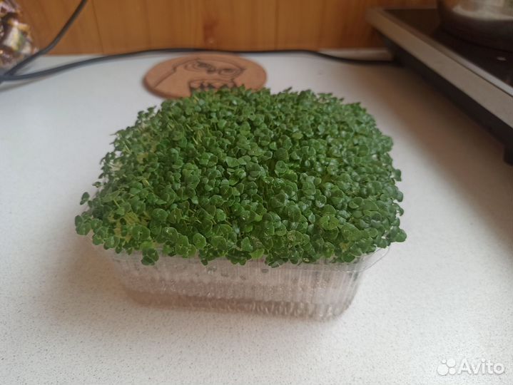 Микрозелень