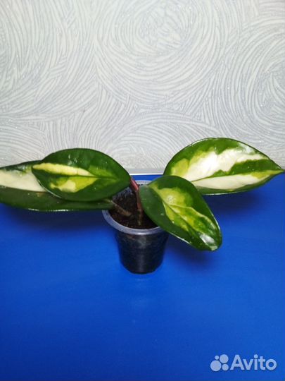 Цветы растения