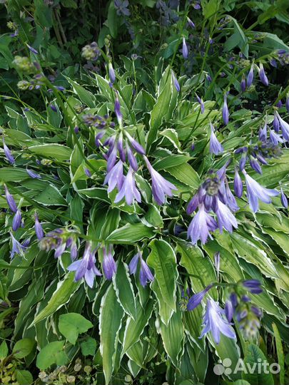 Лилейник, Ирис, Хосты, Бузульник