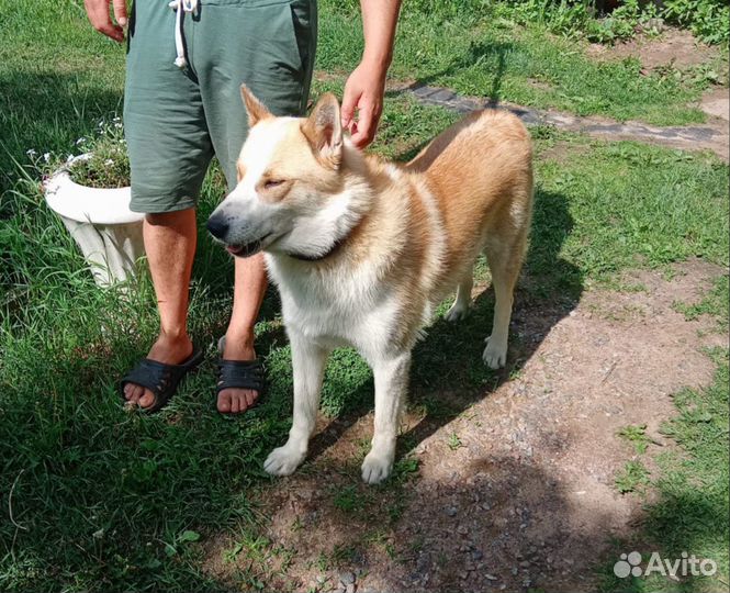 Щенки немецкой овчарки бесплатно