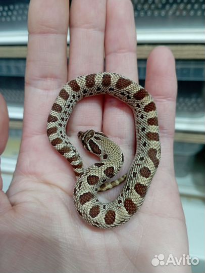 Змея Свиноносый уж