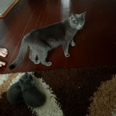 Британский короткошёрстный котёнок