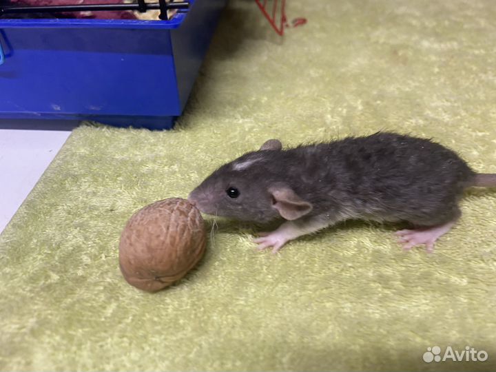 Крысята дамбо вельветин