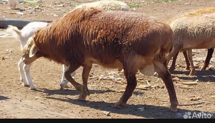 Племянной баран