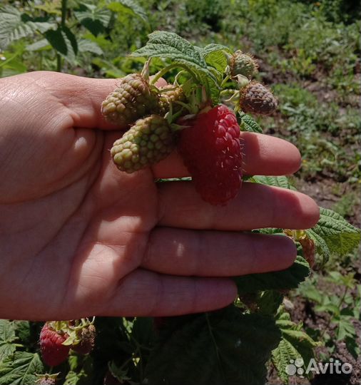 Продаем саженцы малины, смородины и клубники