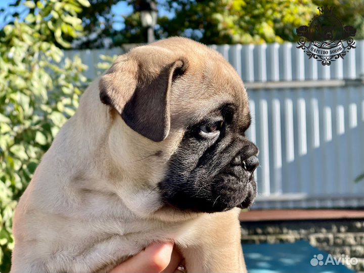 Щенок бульмастиф (девочка)