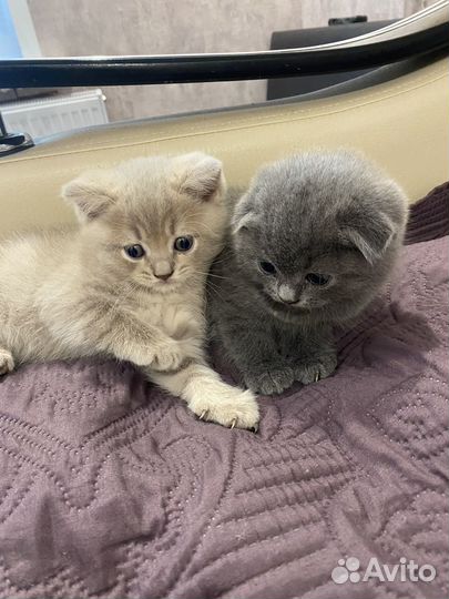 Шотландские вислоухие котята