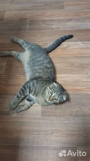 Вислоухий котик