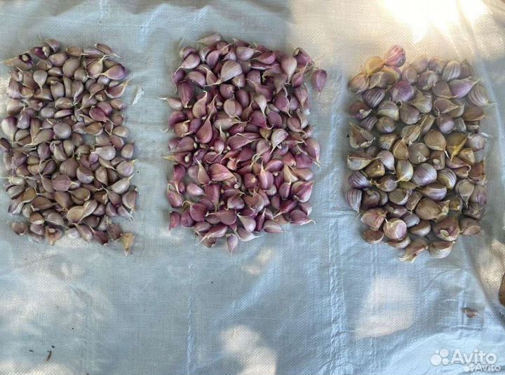 Семенной чеснок сорта Добрыня