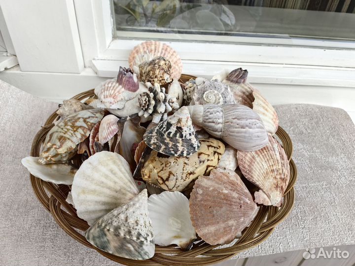 Набор ракушек