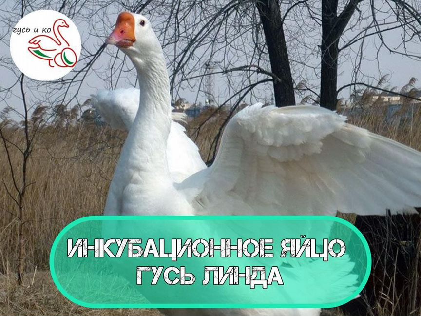 Инкубационное яйцо гусей линда