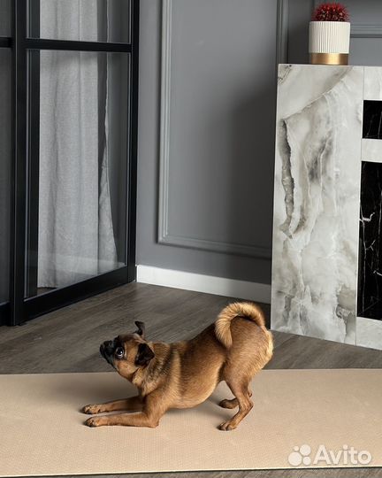 Собака-модель для рекламных съемок