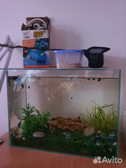 Аквариум рыбка петушок