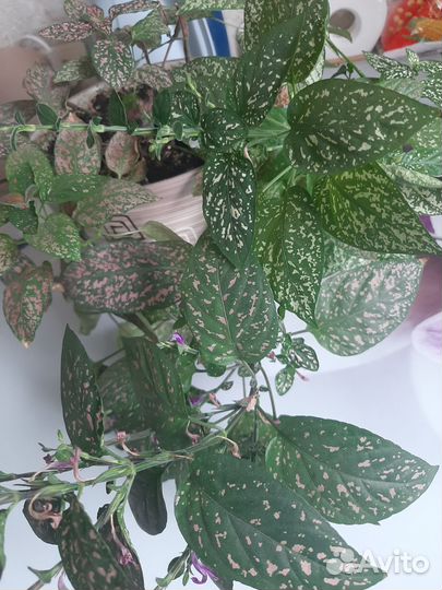 Комнатный цветок